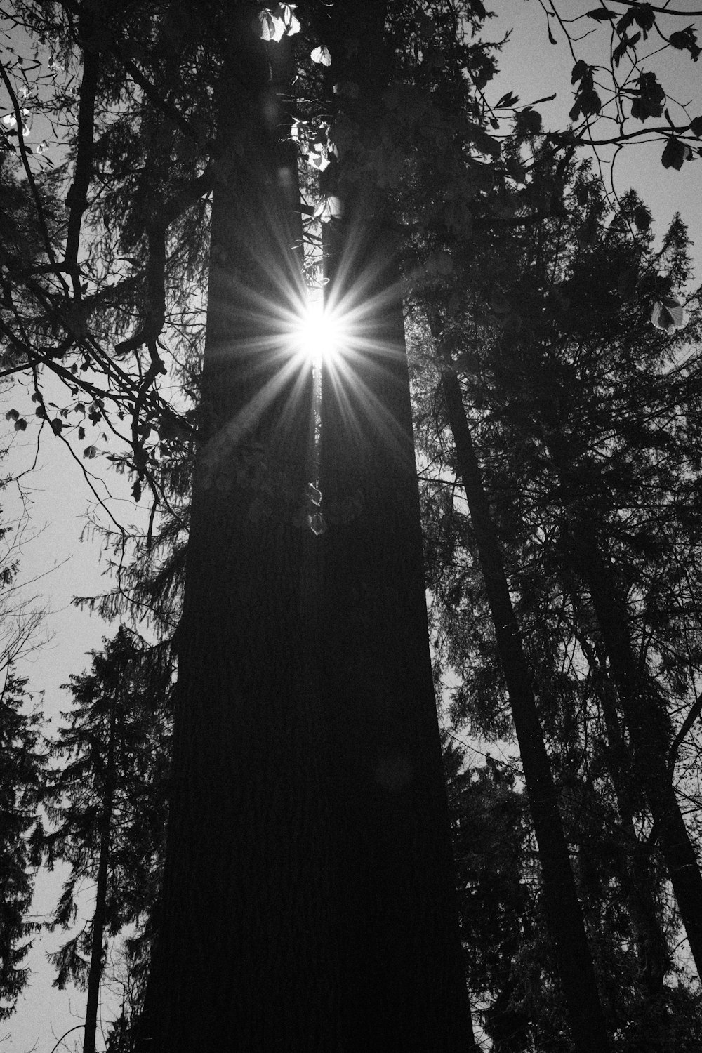 grayscale photo of trees and sky