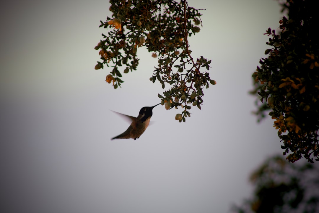 brown humming bird flying on mid air
