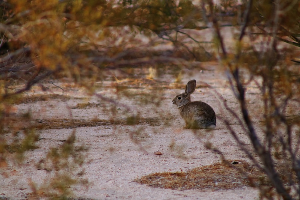 gray rabbit on gray sand during daytime