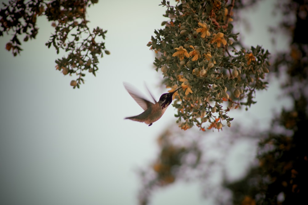 brown humming bird flying over the orange flowers
