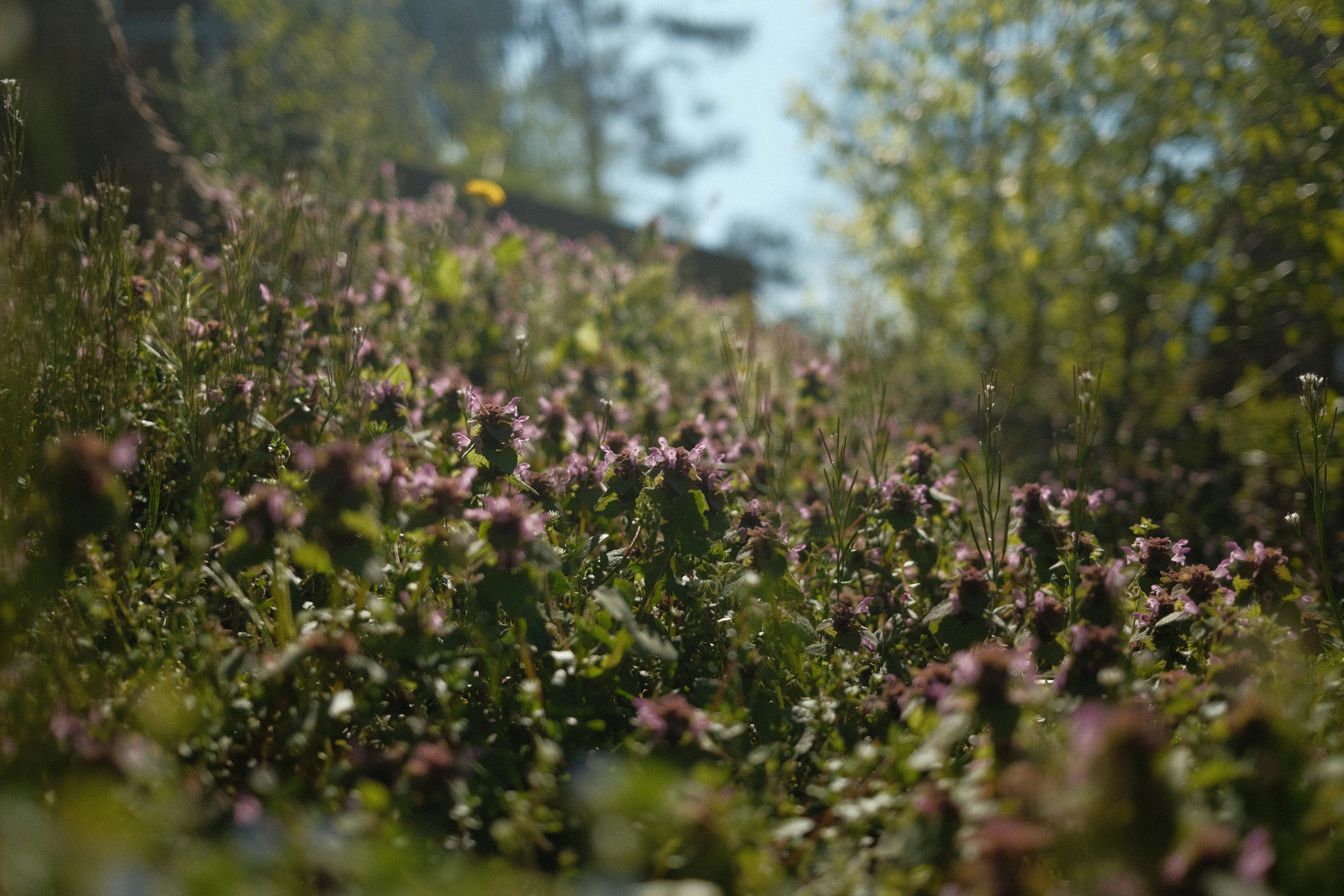 purple flower field during daytime