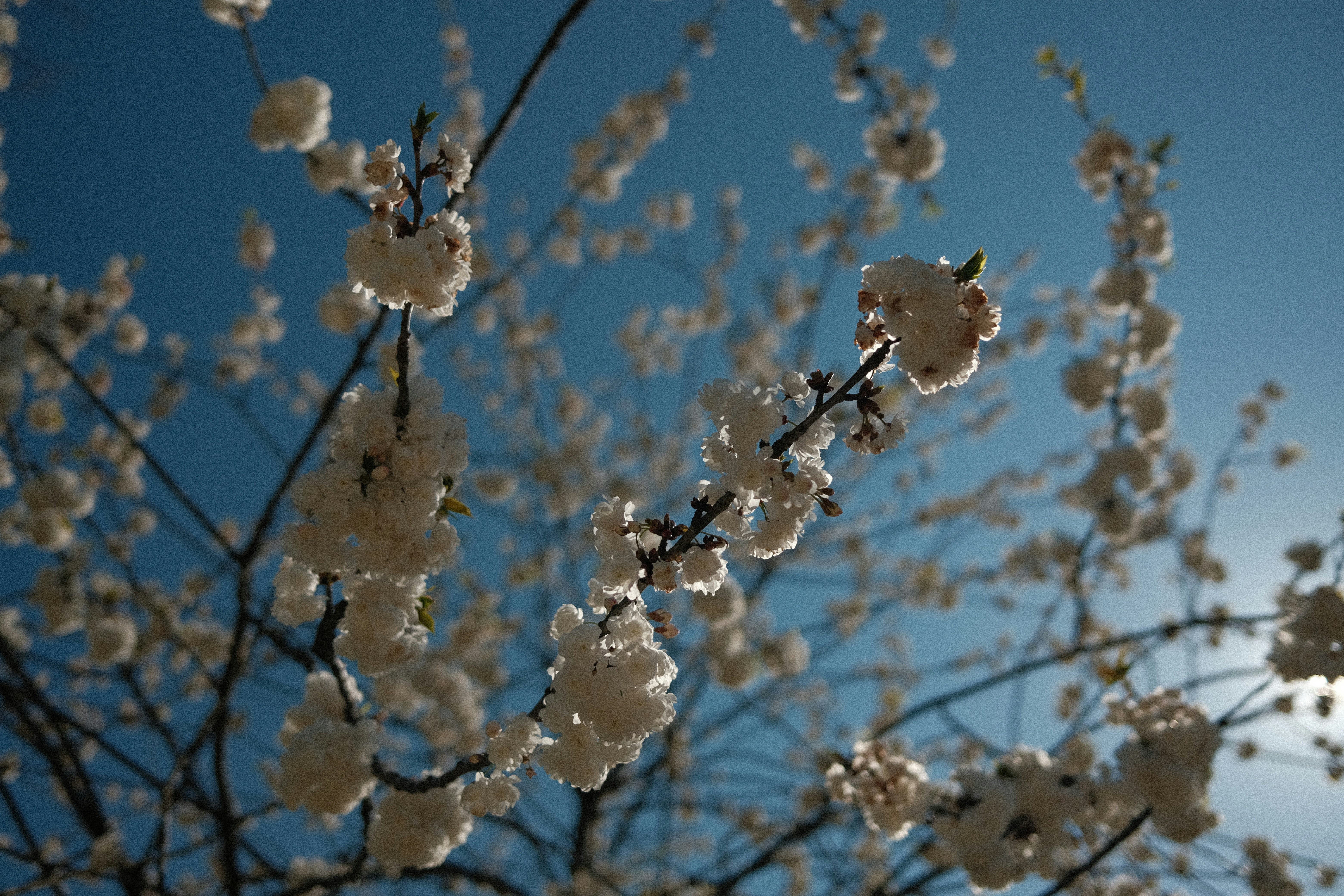 Photo by chris_zueger