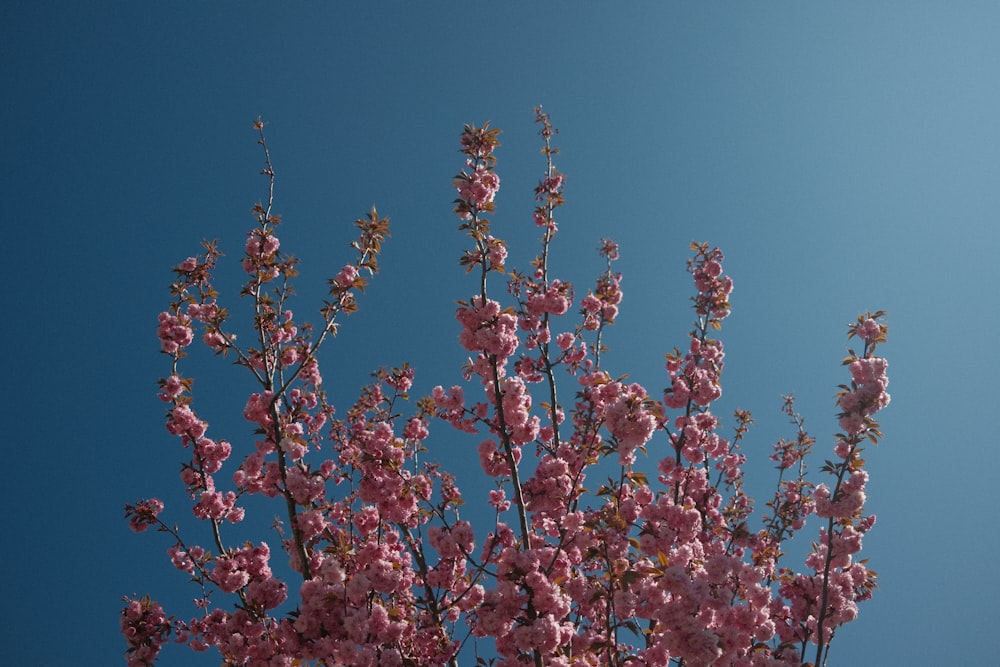 pink and red flowers under blue sky during daytime