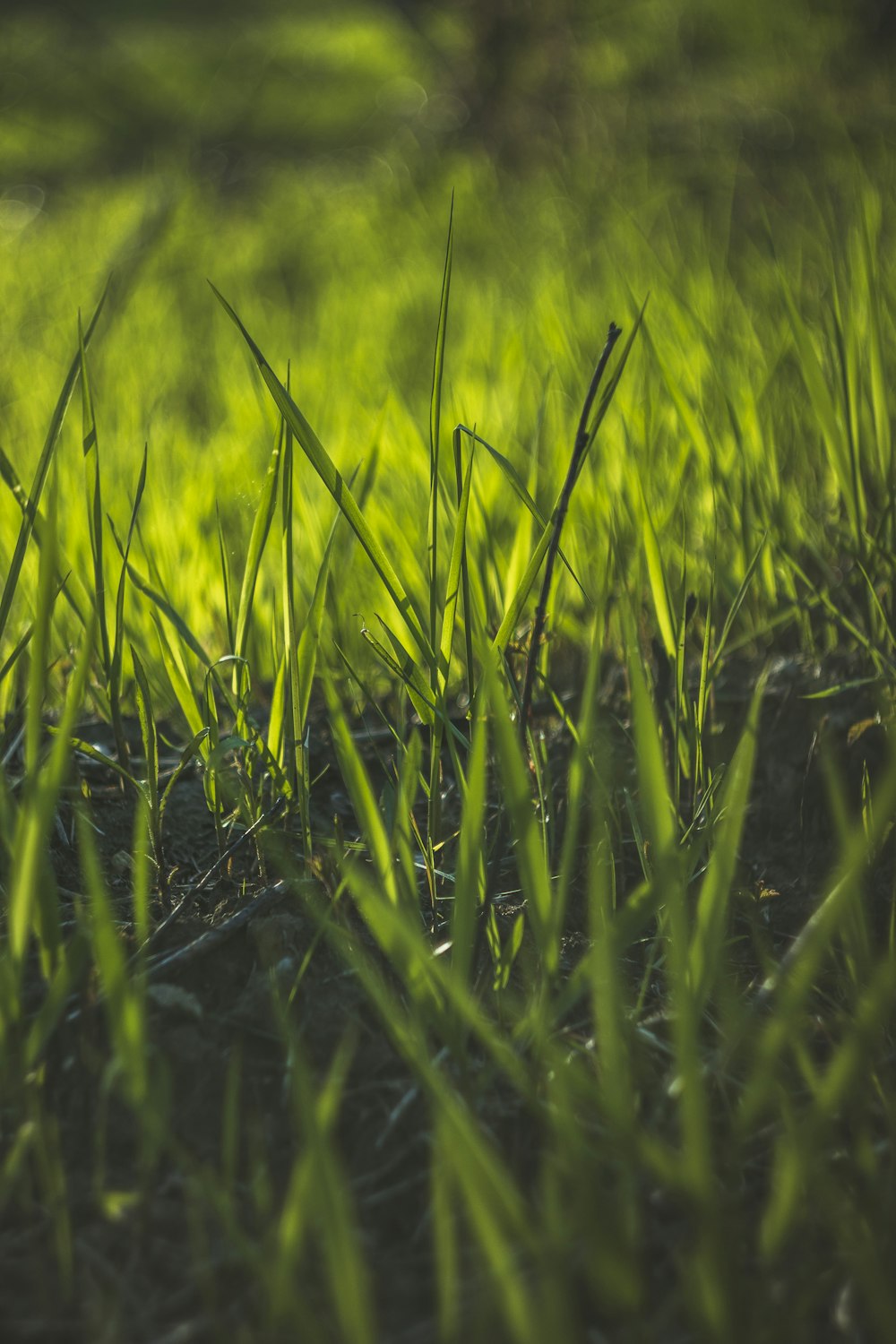 green grass field during daytime