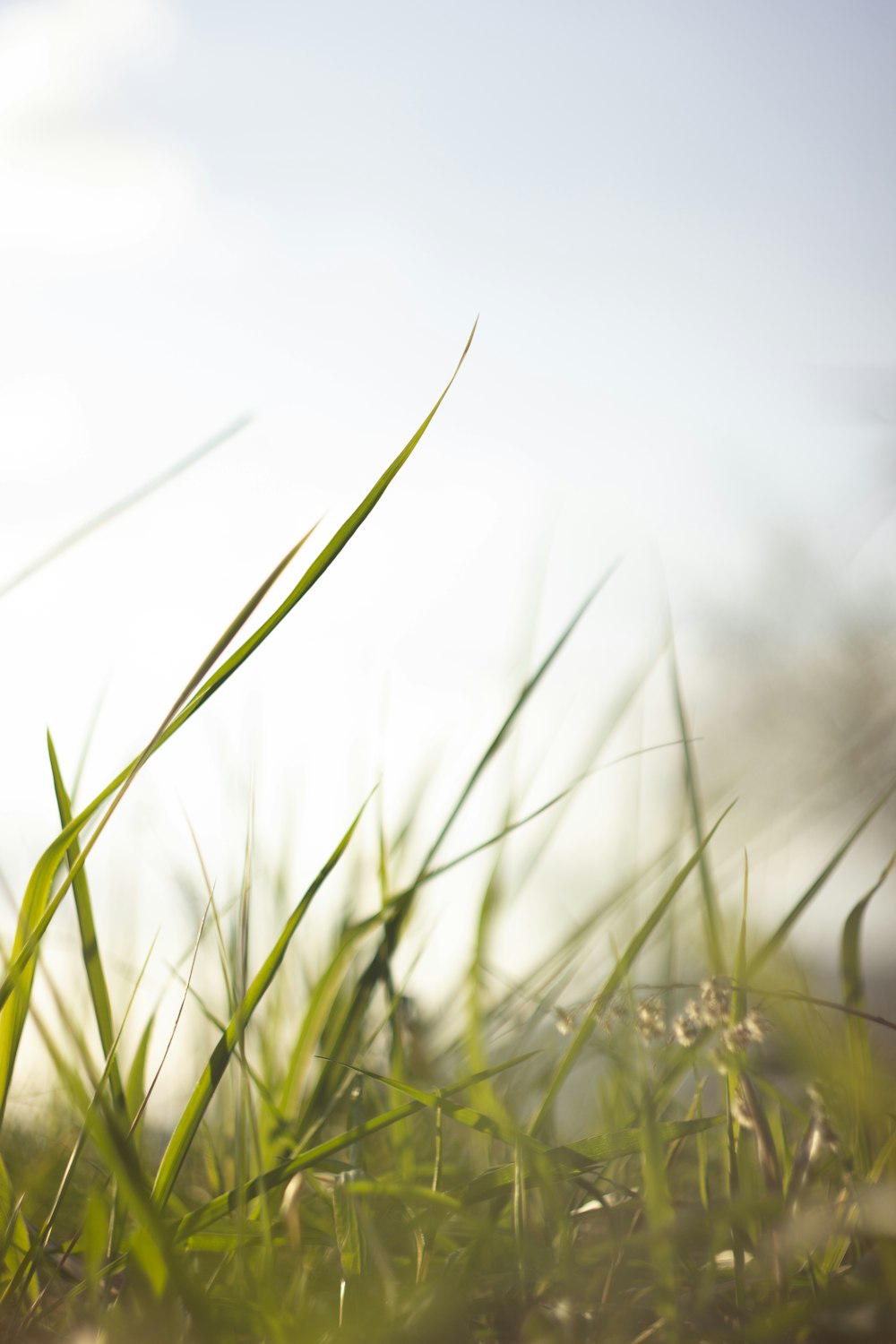 green grass in close up photography