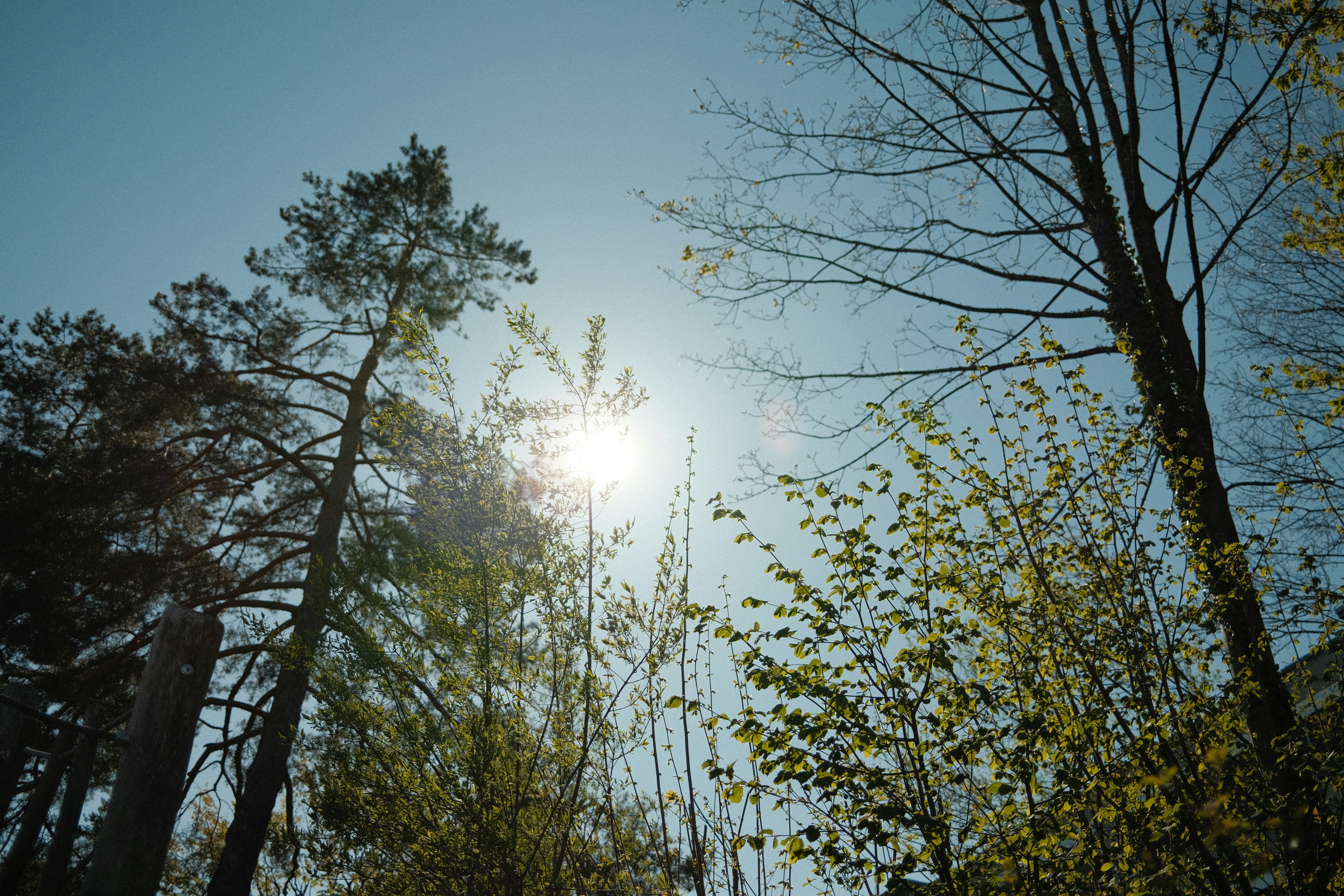 green trees under blue sky during daytime