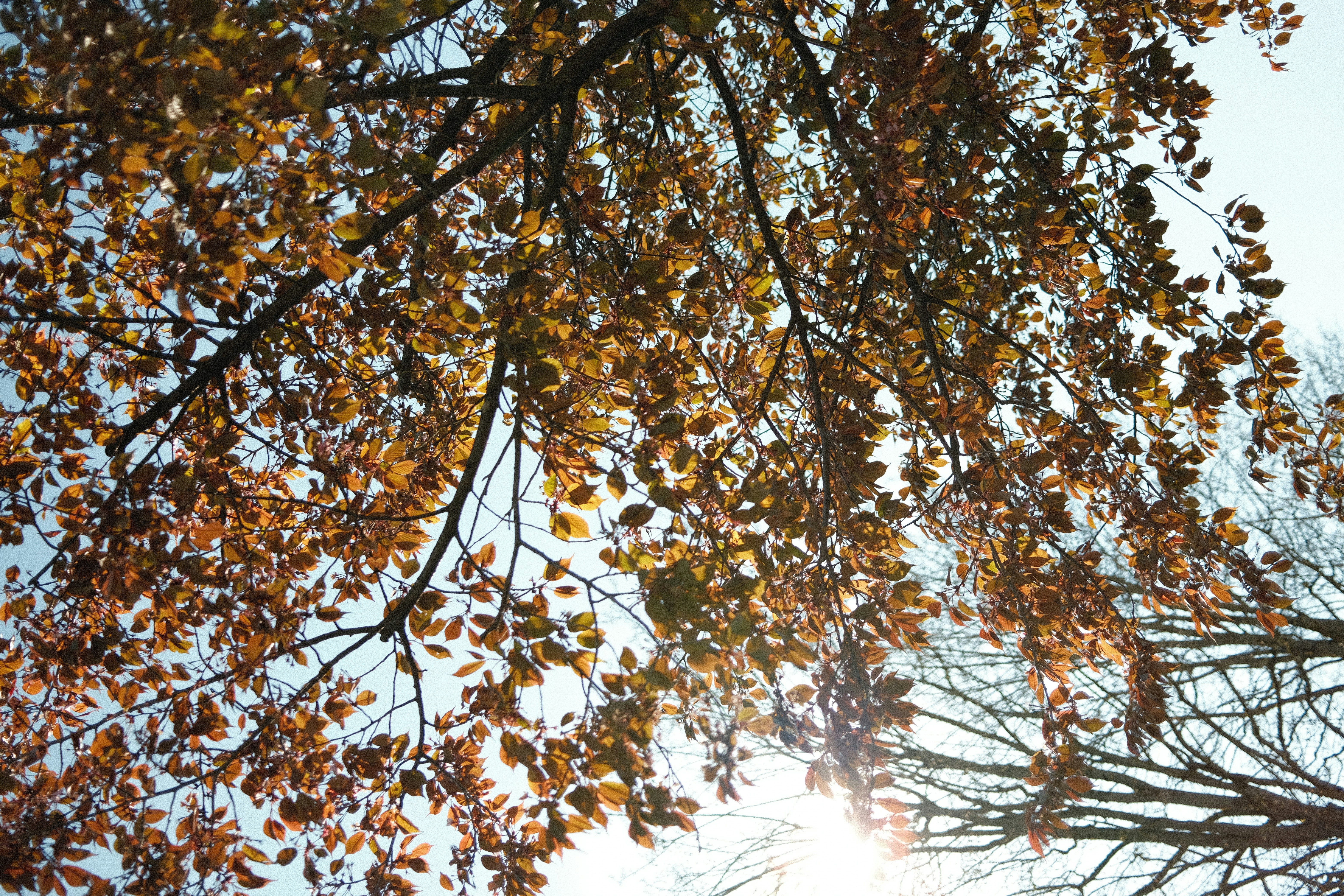 brown and green leaves tree during daytime