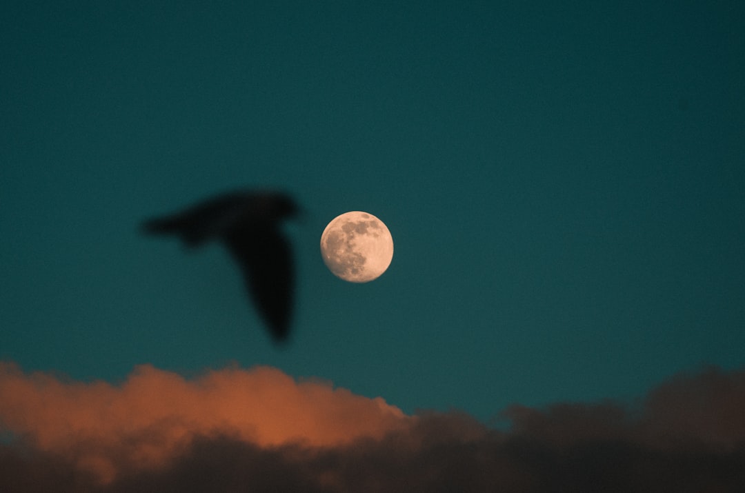 full moon in the sky