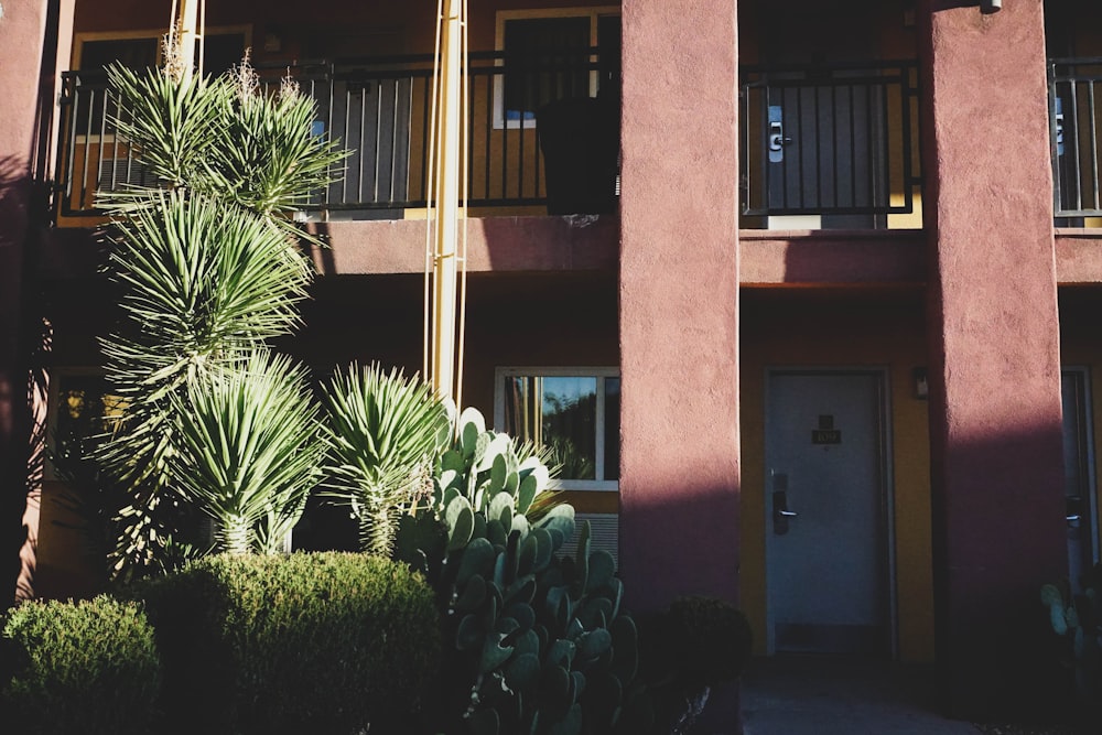 green palm tree near brown concrete building