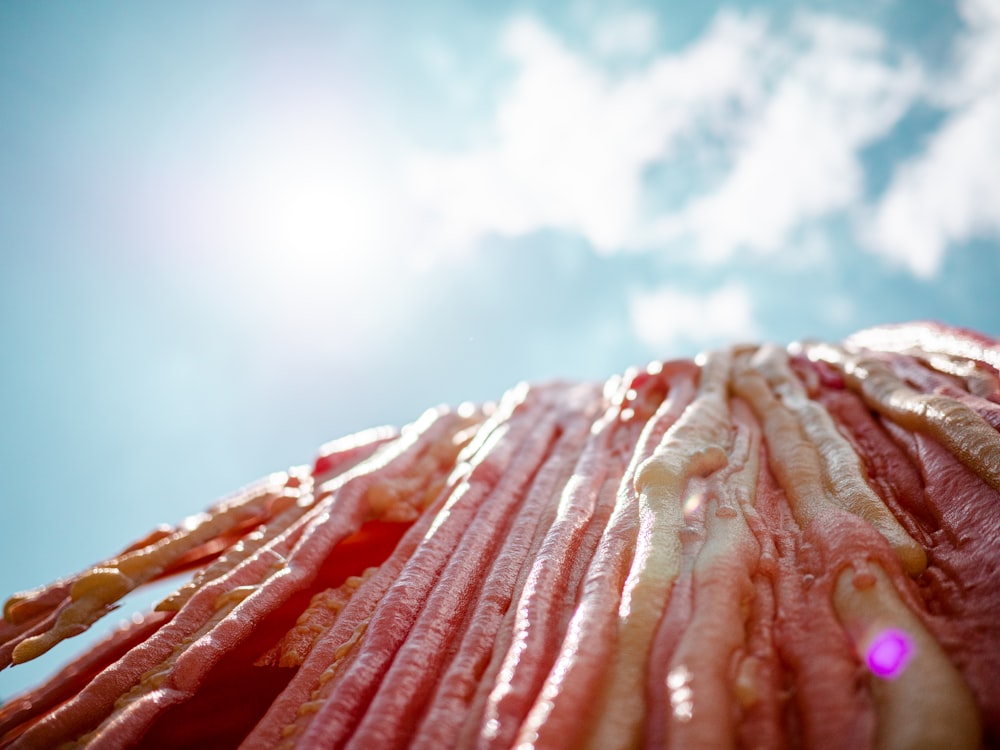 pink and white sea shell