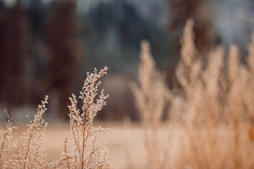 brown grass field during daytime