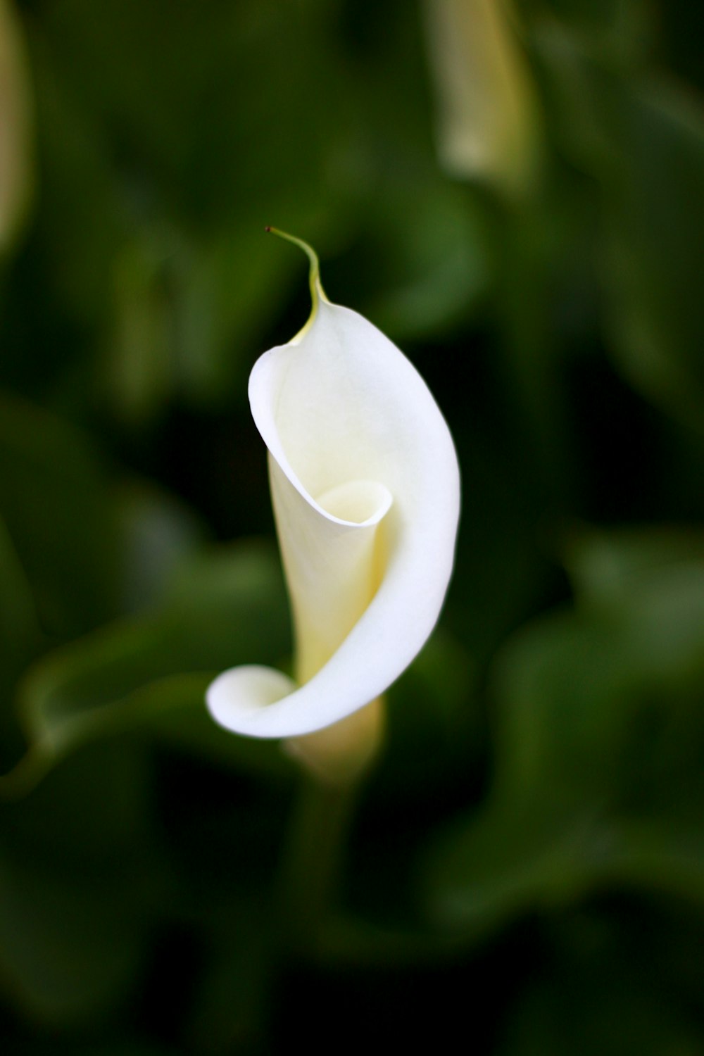 white flower in tilt shift lens