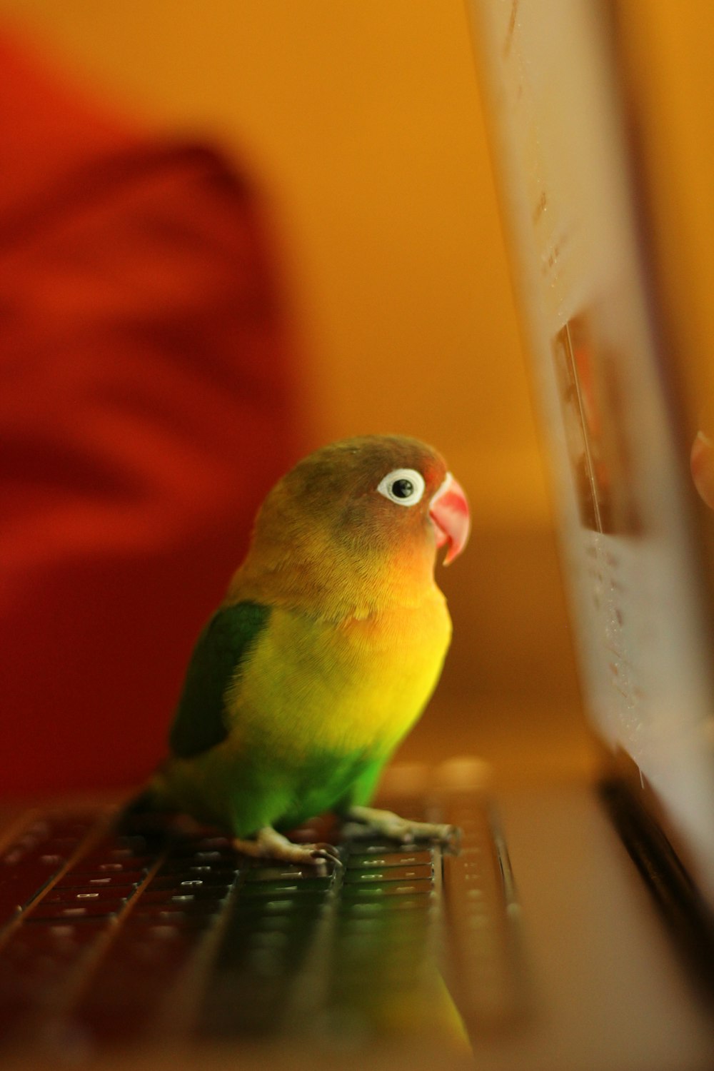 green and yellow bird on brown wooden table