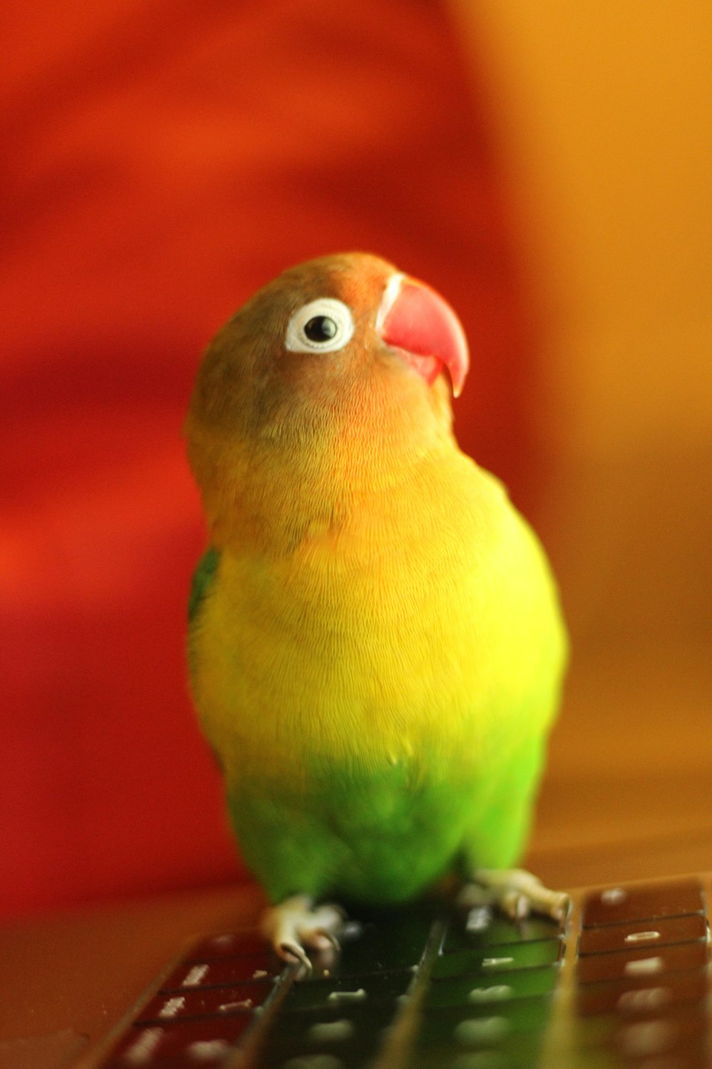 yellow green bird in tilt shift lens