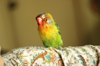 A colorful parrot with vibrant green, yellow, and orange feathers perches on a fabric surface adorned with floral patterns. The background is softly blurred, creating a sense of depth and focus on the bird.