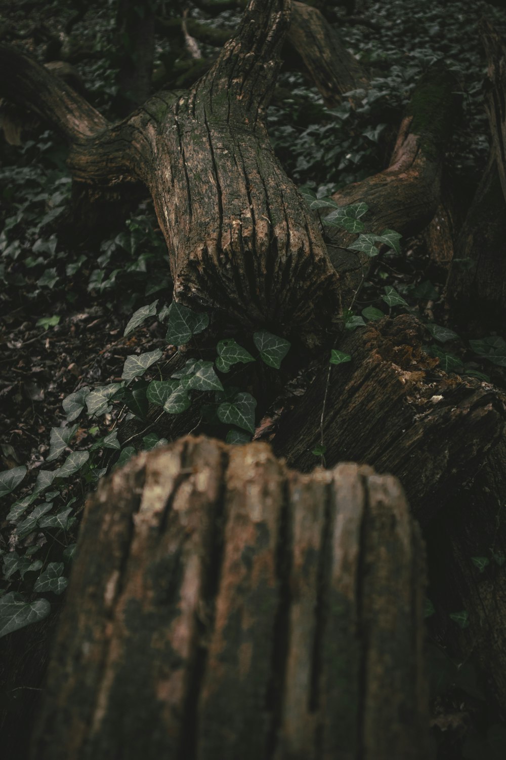 tronco de árbol marrón sobre suelo negro