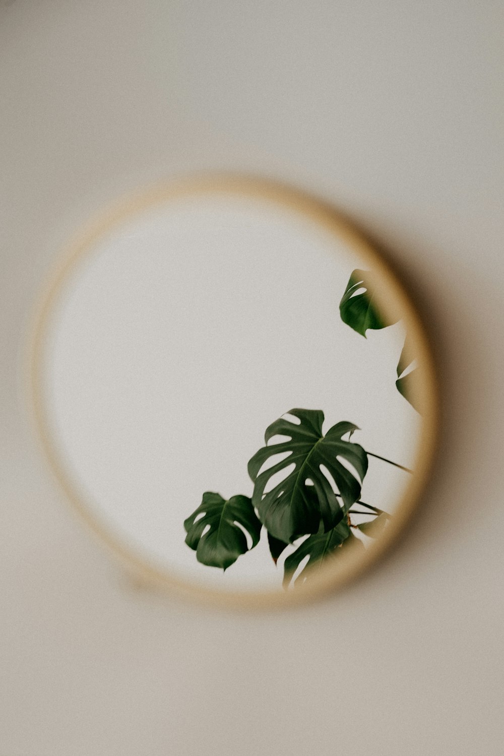 green leaves on white and brown ceramic plate