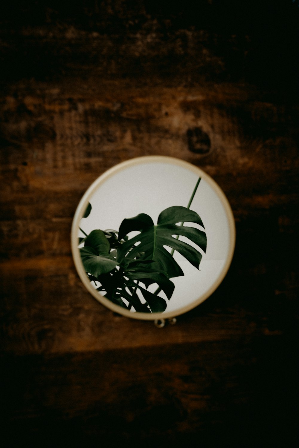 green plant on white ceramic round plate