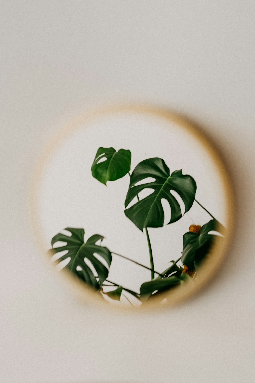 green leaves on white ceramic plate