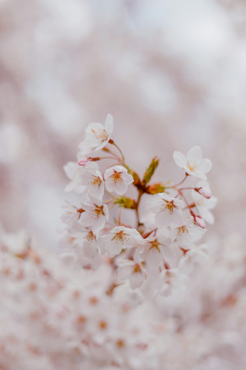 white cherry blossom in close up photography