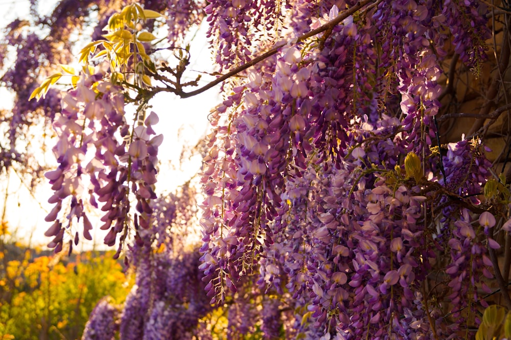 purple and white flower in tilt shift lens