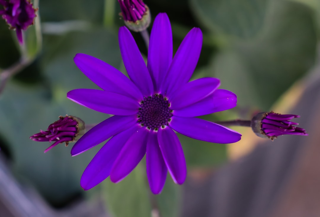 purple flower in tilt shift lens