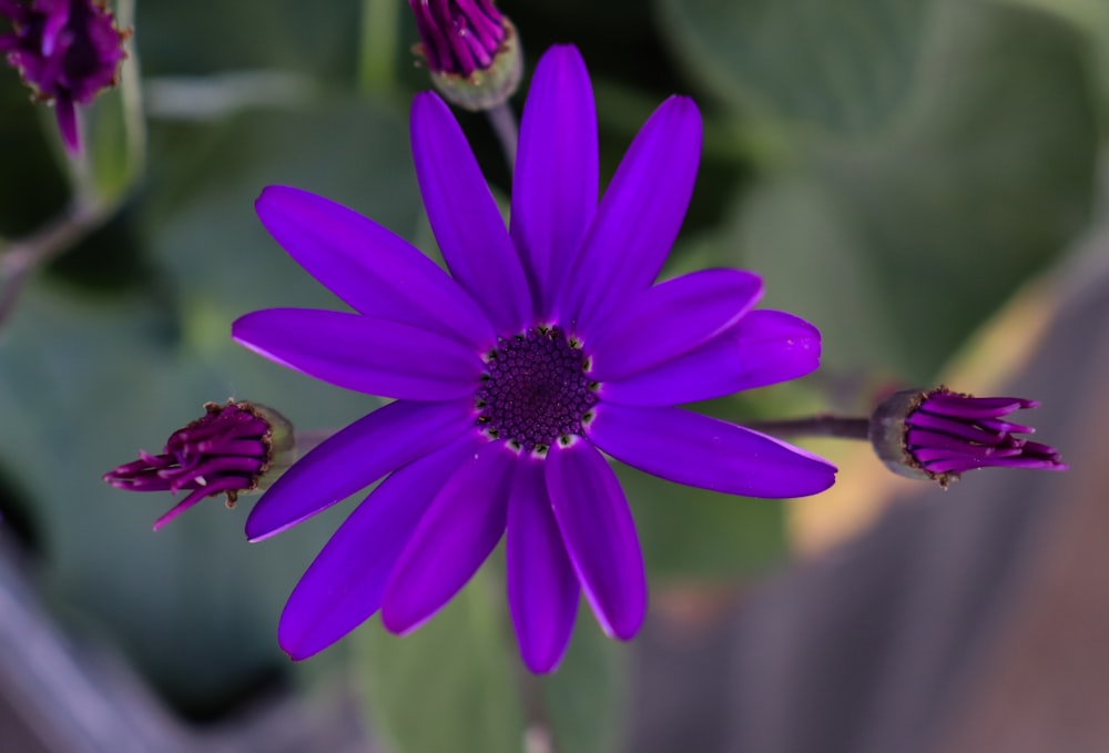 purple flower in tilt shift lens