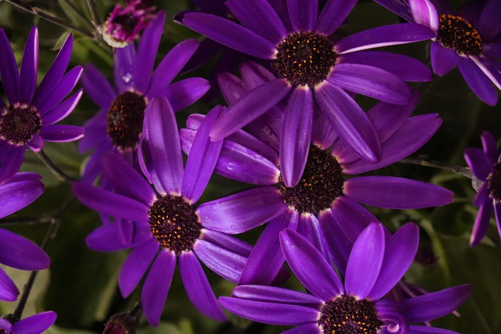 purple flower in macro shot