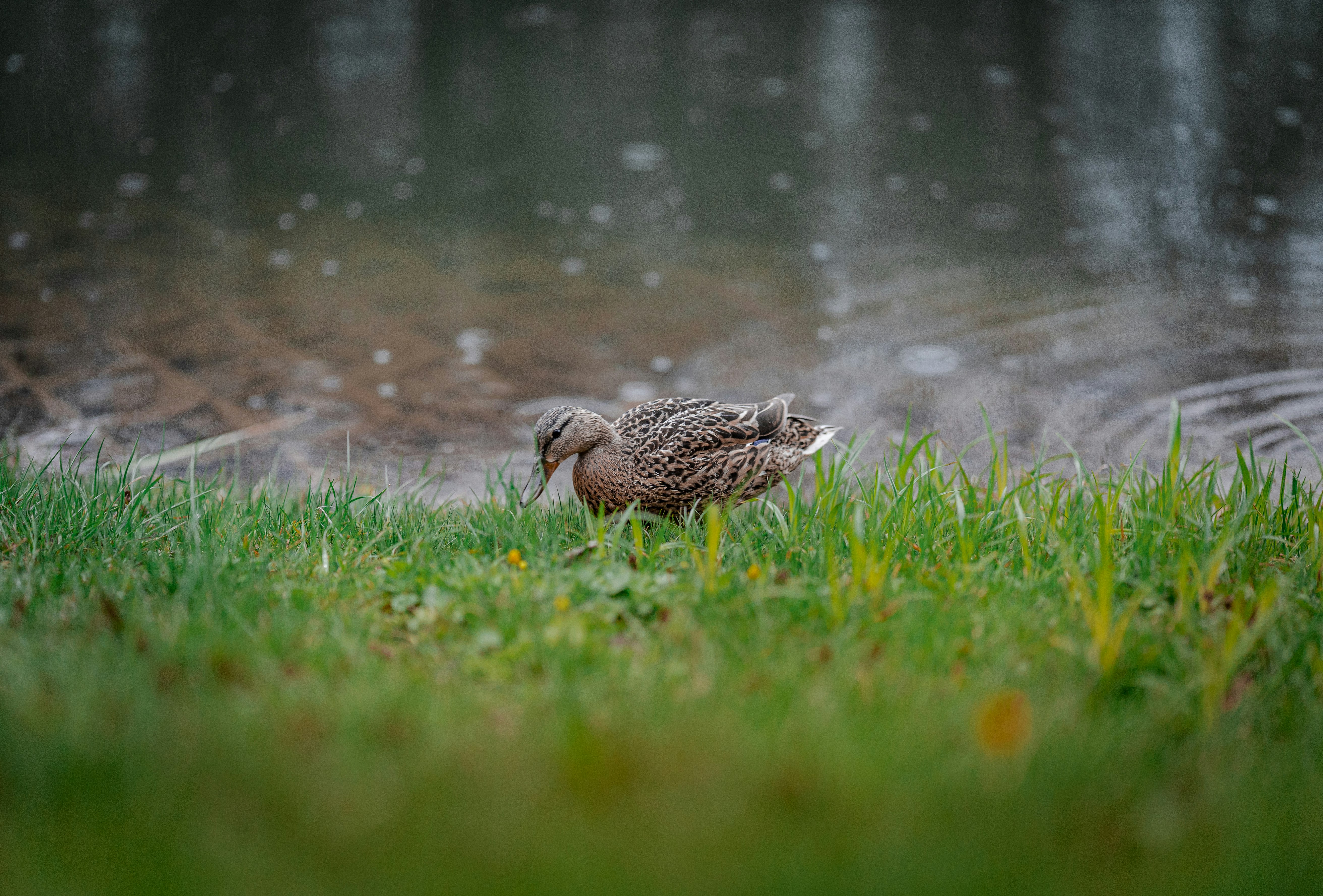 brown duck on green grass field near body of water during daytime