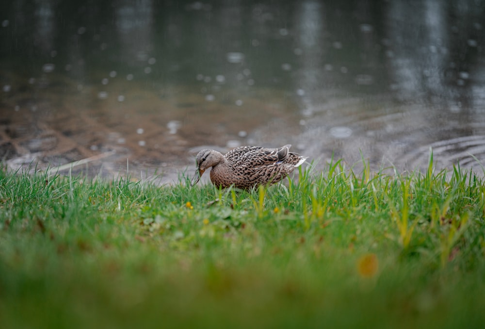 brown duck on green grass field near body of water during daytime