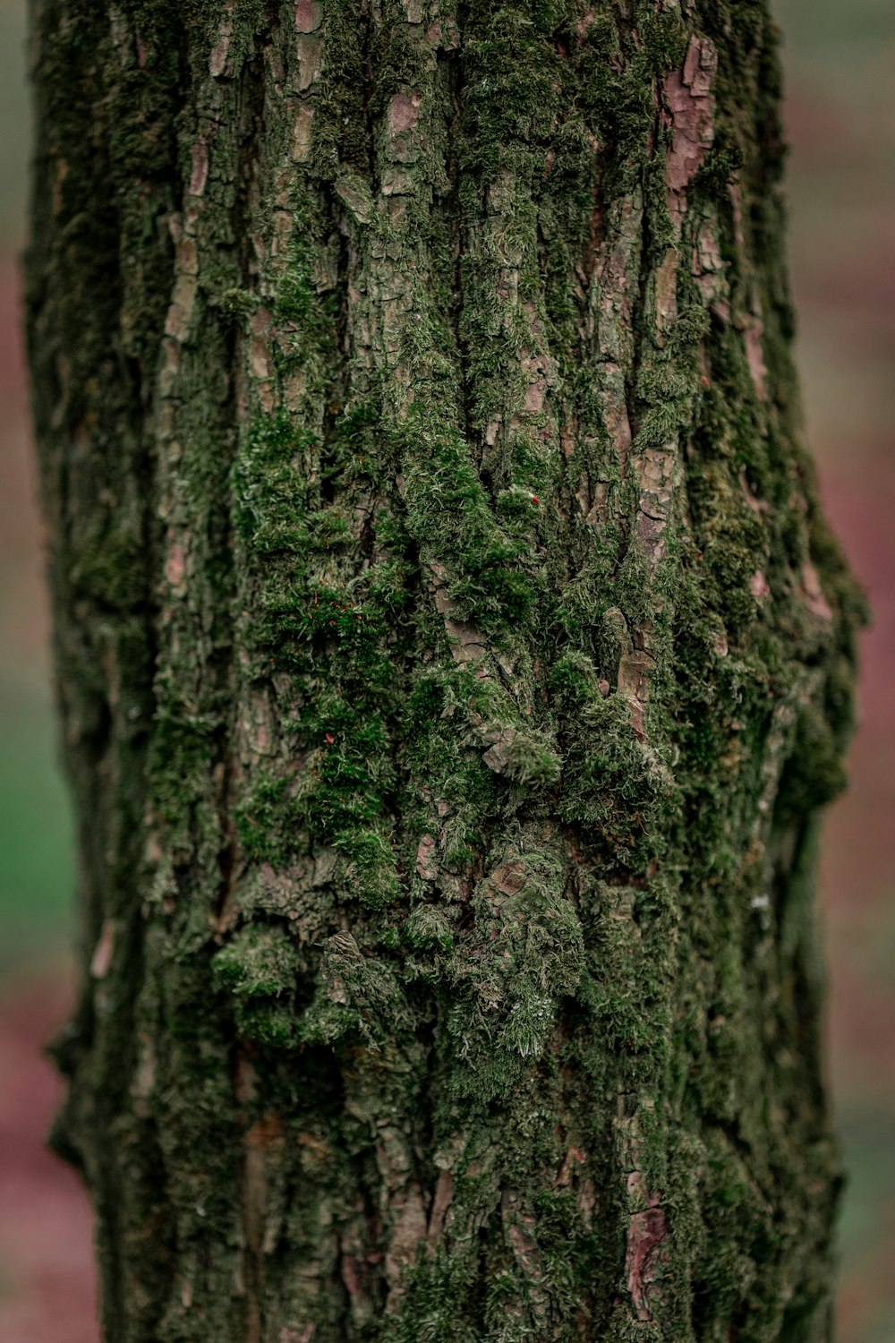 茶色と緑の木の幹