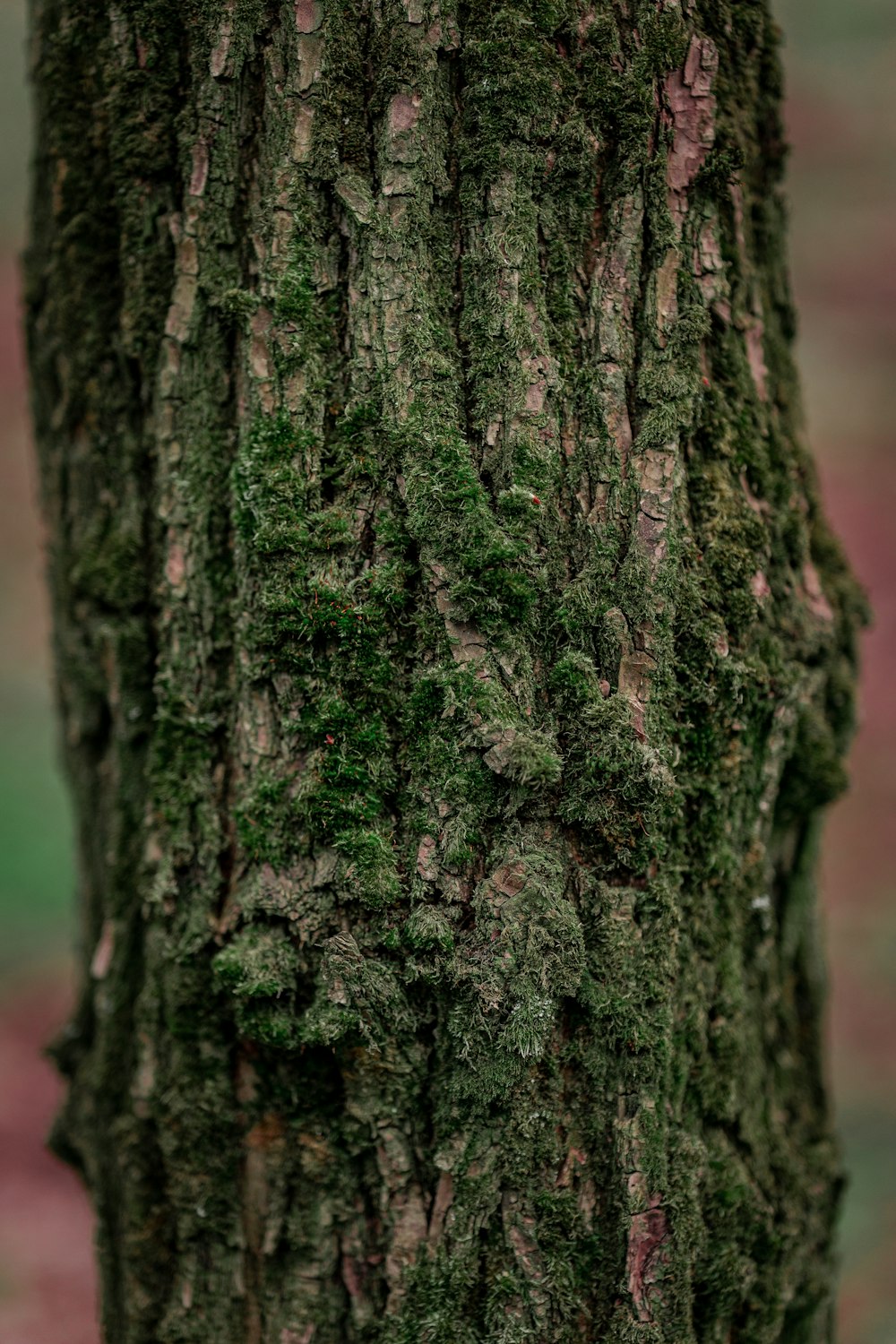 tronco d'albero marrone e verde