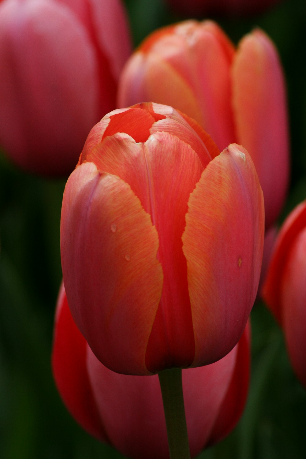 pink tulips in bloom during daytime