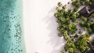A serene view of a luxury beachfront resort with palm trees and crystal-clear water.