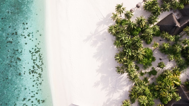 A serene view of a luxury beachfront resort with palm trees and crystal-clear water.