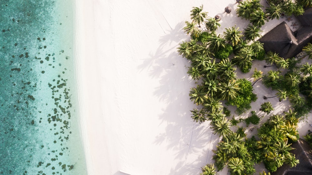 green plant on white sand