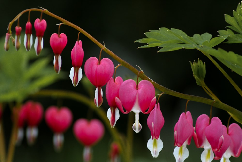 pink tulips in bloom during daytime