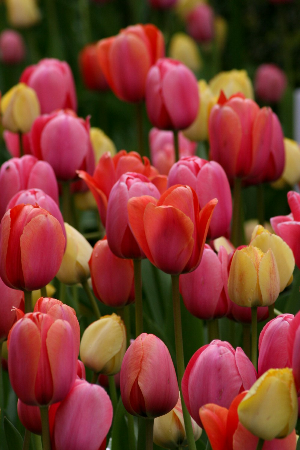 pink tulips in bloom during daytime