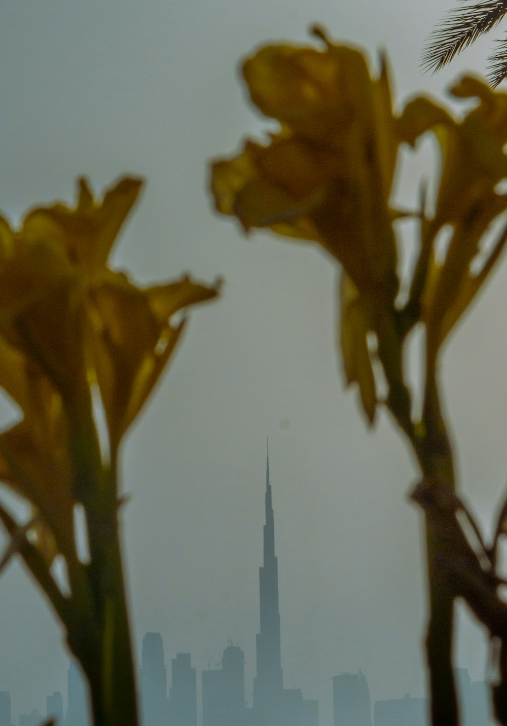 yellow flower in close up photography