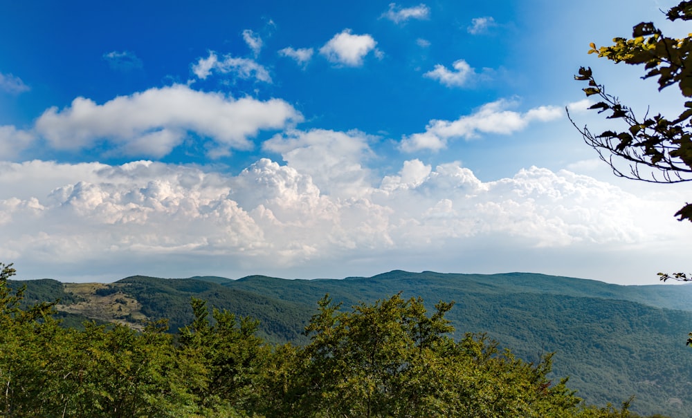 green trees under blue sky and white clouds during daytime