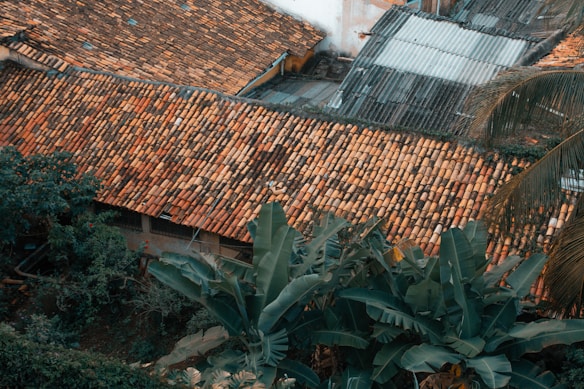 A rustic scene featuring a roof covered with old, weathered terracotta tiles. In the foreground, lush green tropical plants with large leaves are visible. The area seems to be part of a garden or landscape surrounding the roof. In the background, additional roofs with corrugated metal sheets and more tiles can be seen.