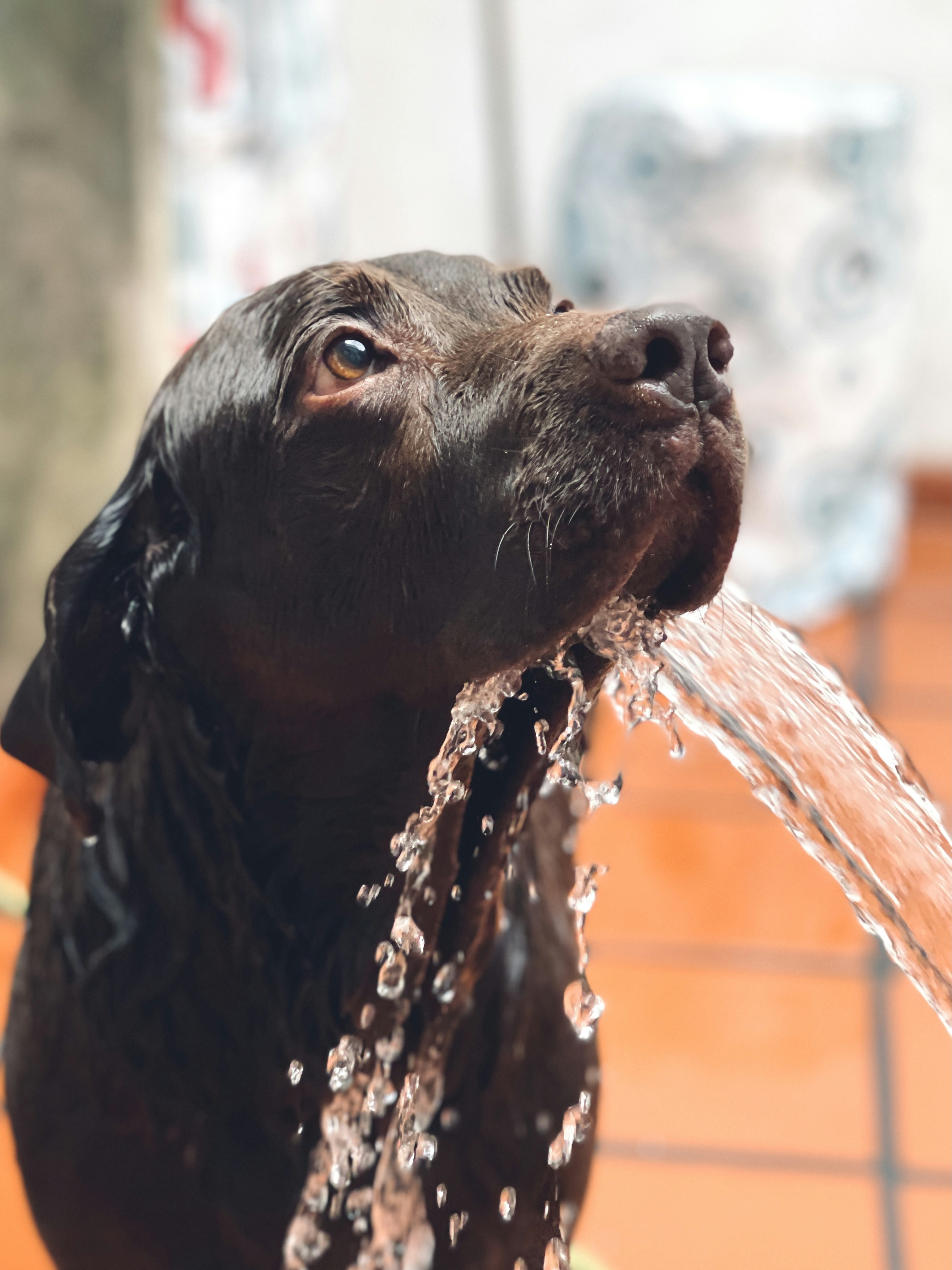 black labrador retriever in water