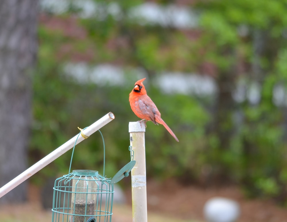 red cardinal bird on green metal bird cage during daytime