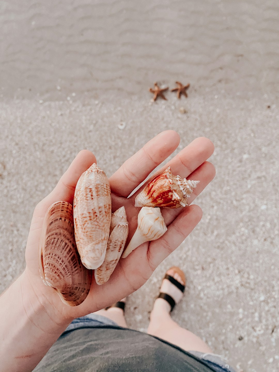 brown and white seashell on white sand during daytime