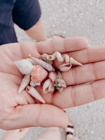 A hand is holding a collection of small seashells, each with different shapes and colors, such as spiral and conical. The background features a sandy texture and parts of a person's legs are visible.