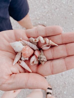 A hand is holding a collection of small seashells, each with different shapes and colors, such as spiral and conical. The background features a sandy texture and parts of a person's legs are visible.