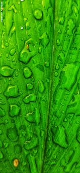 A vibrant green leaf with dew drops symbolizing natural vitality.