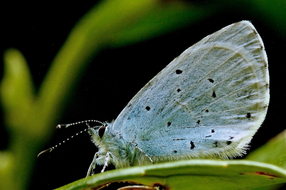 white and blue butterfly on green leaf