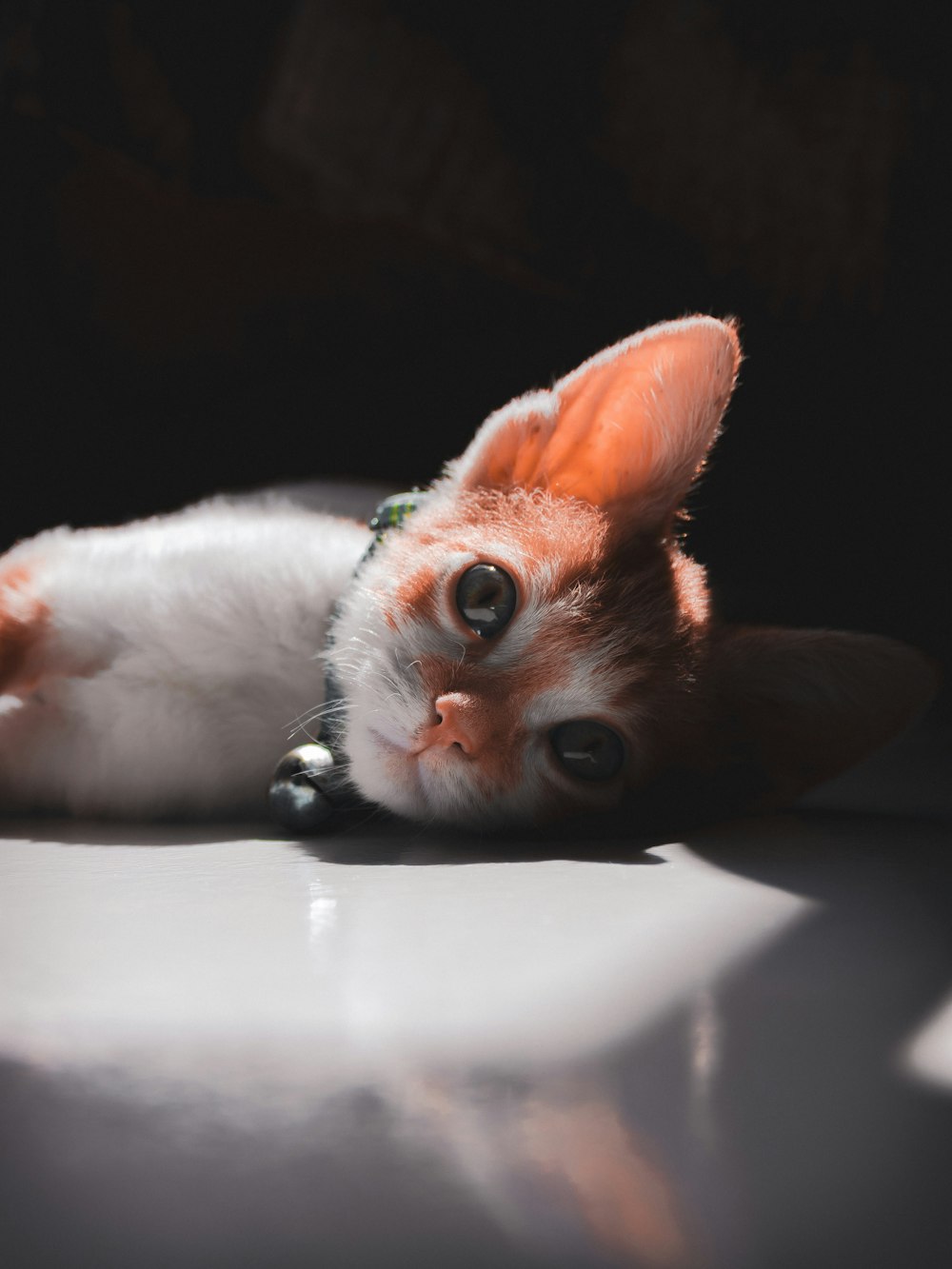 orange and white cat lying on white table