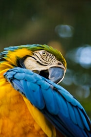 yellow blue and green parrot